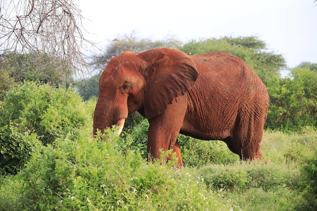 Olifant wandelen in Tsavo East National park, Kenia, Afrika