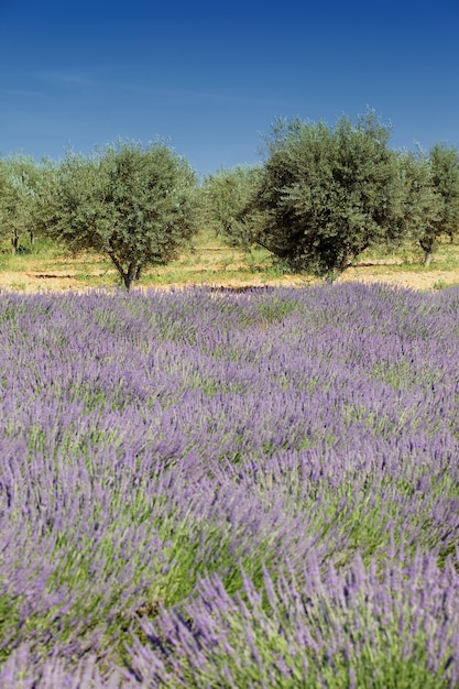 Olijfbomen en lavendel