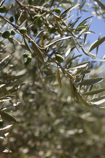 Gratis foto olijfbomen