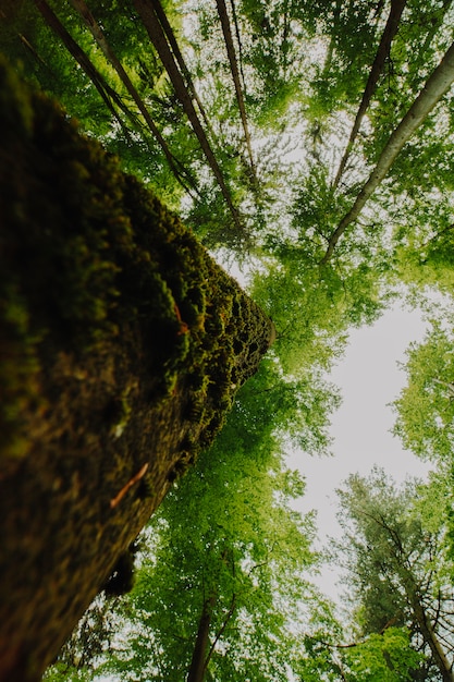 Onderaanzicht van een groep bomen