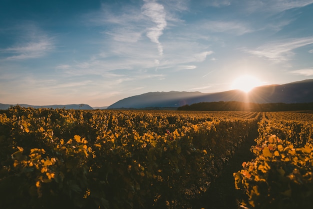 Ondergaande zon achter de bergen en de wijngaard bedekt met het licht