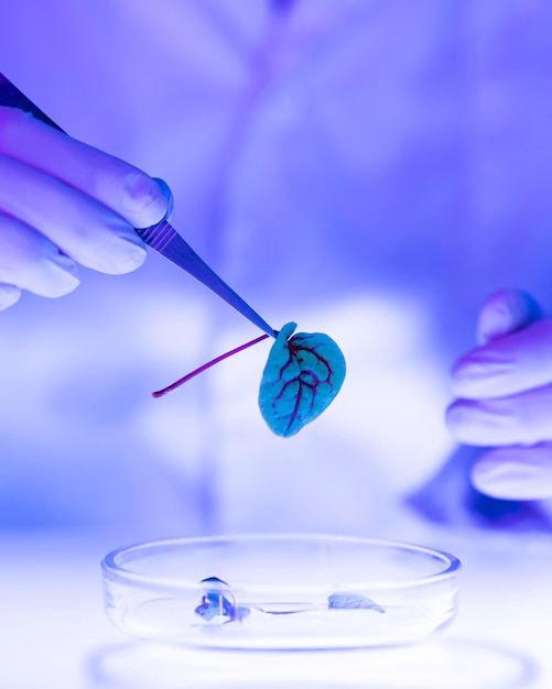 Gratis foto onderzoeker in het laboratorium met petrischaal en plant