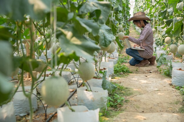 Onderzoekers van planten controleren de effecten van meloen.