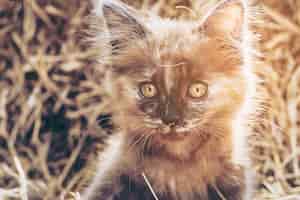 Gratis foto ondeugende bruin kitten met hooi achtergrond