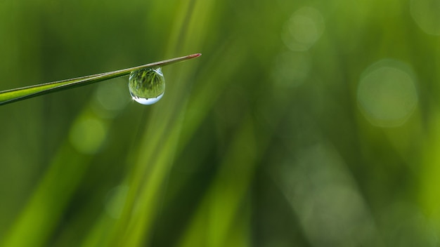 Ondiepe focus close-up shot van een druppel dauw op het gras met bokeh