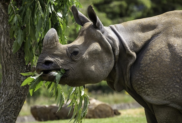 Ondiepe focus close-up shot van een grijze neushoorn die de groene bladeren van een boom eet