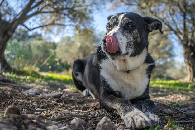 Ondiepe focus shot van een oude hond die op de grond rust terwijl hij zijn neus likt