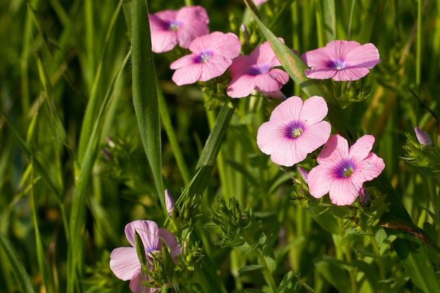 Gratis foto ondiepe focus shot van roze bloemen