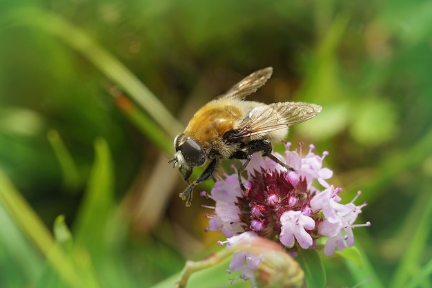 Ondiepe focus van een narcisbolvlieg op een bloem