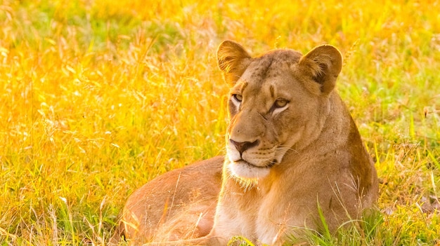 Ondiepe focus van een vrouwelijke leeuw die op het droge gras ligt