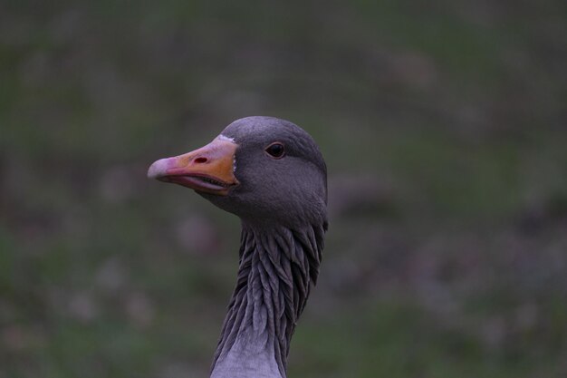 Ondiepe focus van het hoofd van een grauwe gans Anser anser op onscherpe achtergrond