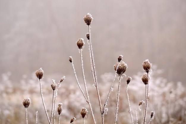 &quot;Ongewone plant in de natuur&quot;