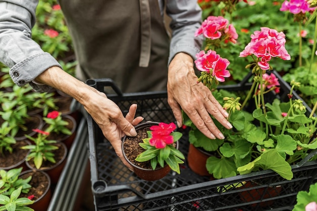 Onherkenbare bloemist die potbloemen schikt in een krat bij tuincentrum