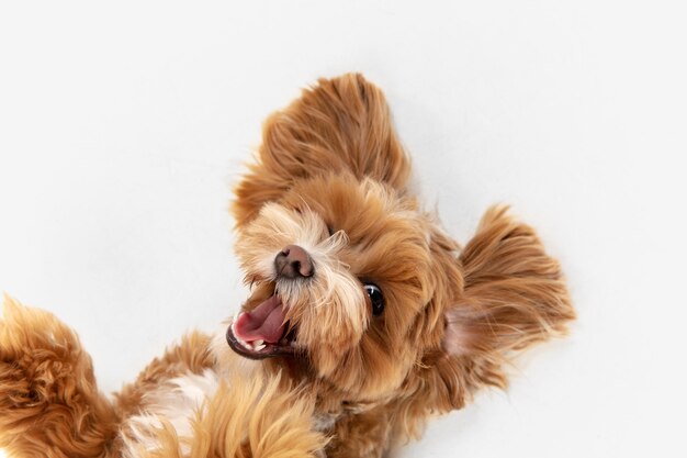 Op de vlucht. Maltipu kleine hond poseren.