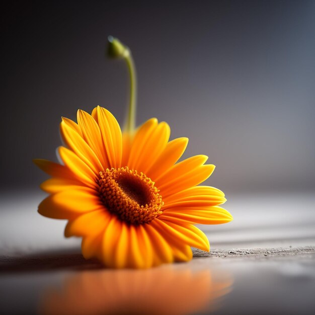 Op een tafel ligt een bloem met een groene steel.