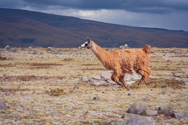 Gratis foto op ooghoogte foto van een enkele bruine lama die op een droge weide loopt