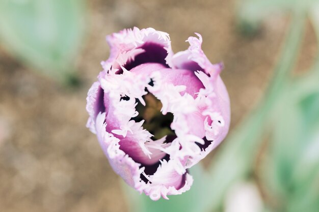 Opgeheven mening van een roze tulpenbloem