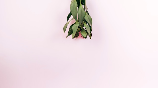 Opgeheven mening van groene tulpenbladeren op roze achtergrond