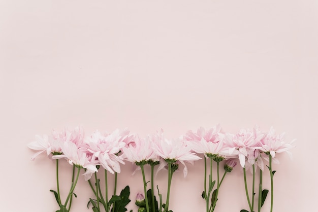 Gratis foto opgeheven mening van roze bloemen op gekleurde achtergrond