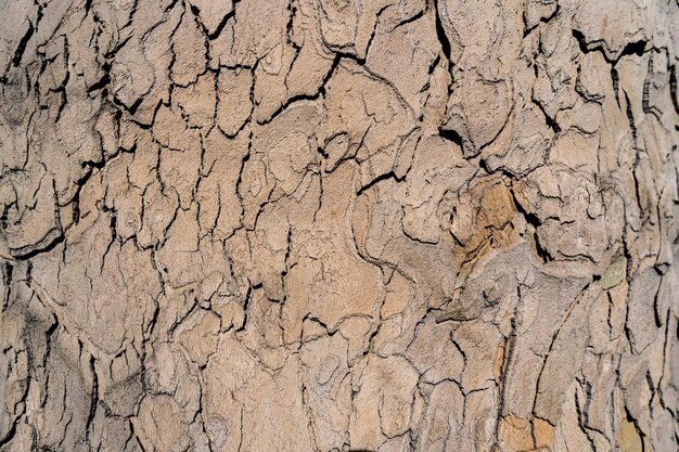 Opluchting textuur van de bruine schors van een boom close-up