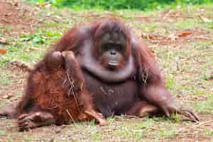 Gratis foto orang-oetans met hun kinderen orang-oetan familie dier close-up