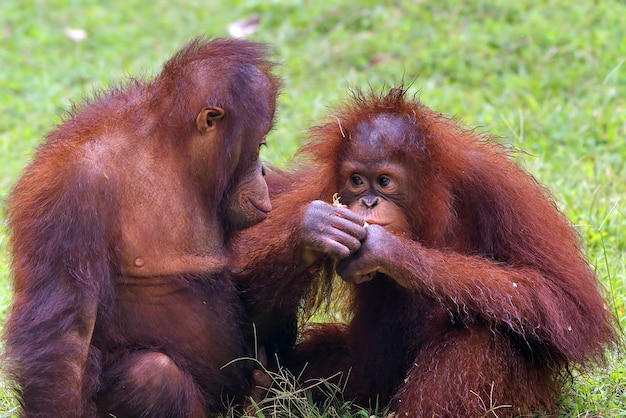 Gratis foto orang-oetans met hun kinderen orang-oetanfamilie