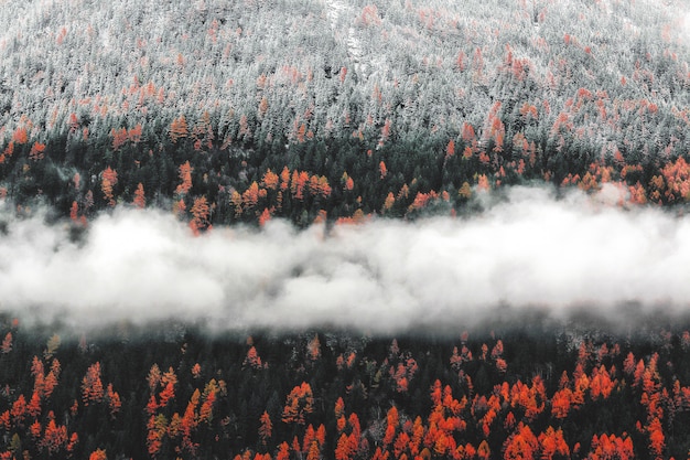 Oranje bomenlandschap met mist