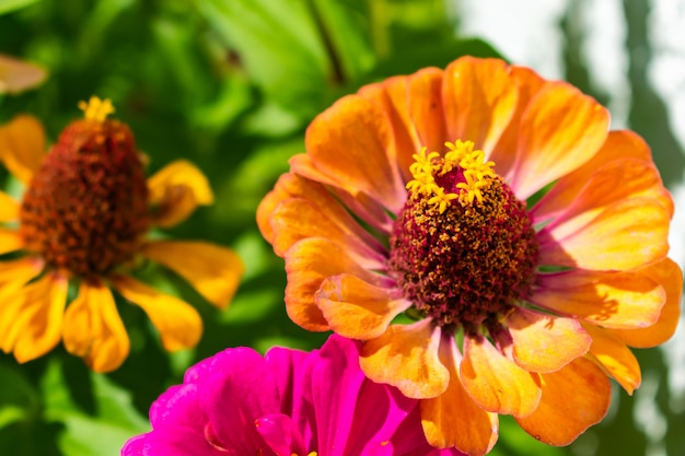 Oranje gemeenschappelijke Zinnia in een tuin die door bloemen en struiken onder zonlicht wordt omringd