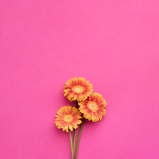 Oranje gerbera&#39;s op roze