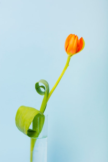 Oranje tulpen in bekerglas tegen blauwe achtergrond