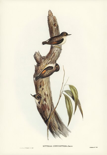 Oranjevleugelige Sittella (Sittella-chrysoptera) geïllustreerd door Elizabeth Gould