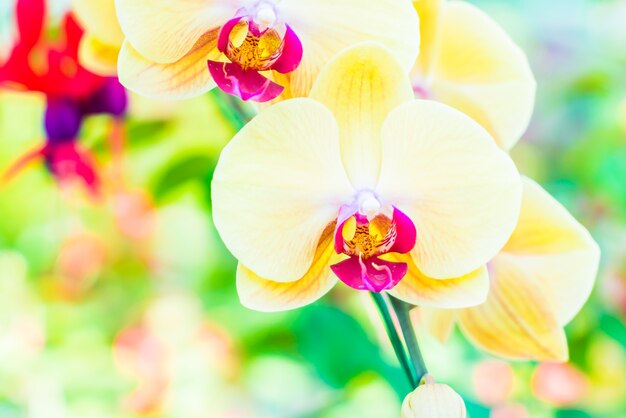 Orchidee bloem