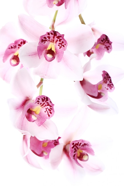 Orchidee op witte achtergrond