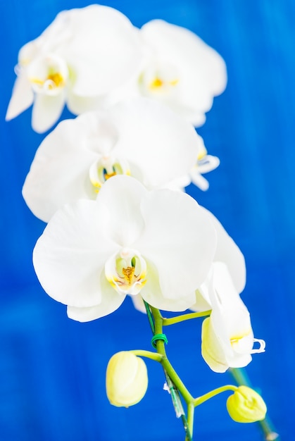 Gratis foto orchidee