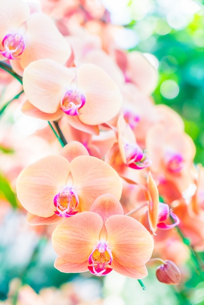 Gratis foto orchidee