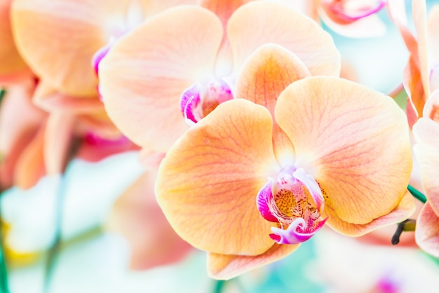 Gratis foto orchidee