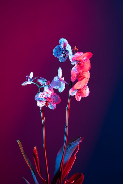 Orchideebloem tegen gradiëntachtergrond