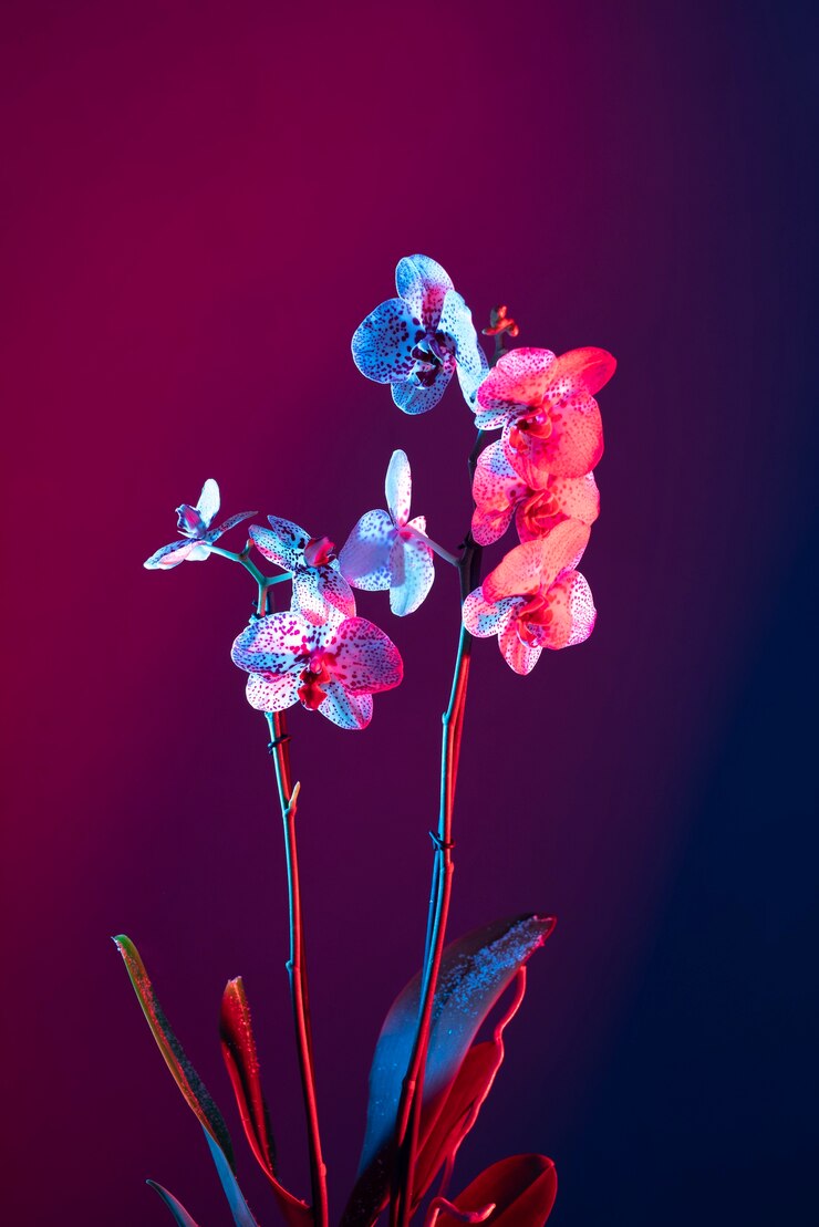 Orchideebloem tegen gradiëntachtergrond