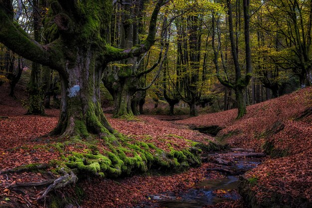 Oud beukenbos in autunm