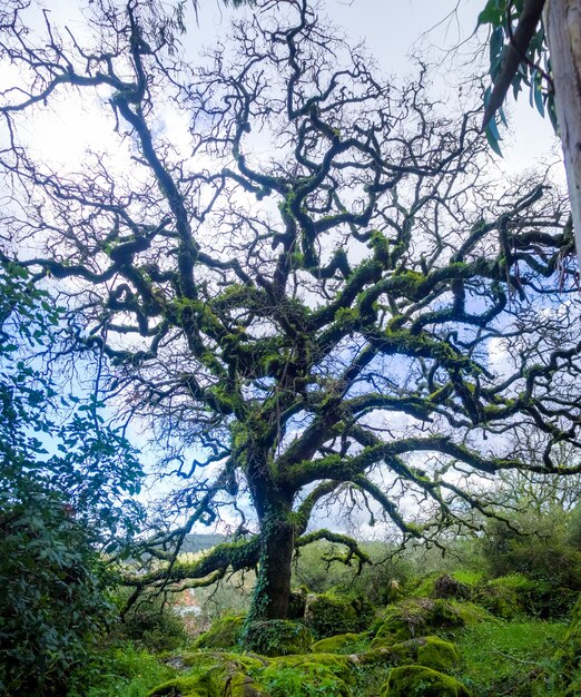 Oude bladloze eik in een bos met de blauwe lucht