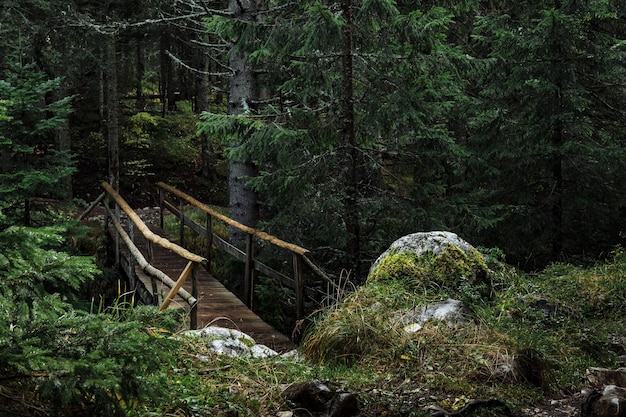 Oude brug in herfst mistig park