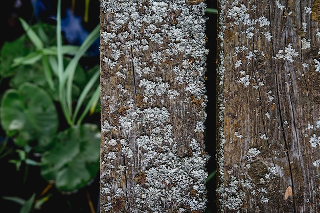 Oude en versleten planken met mos over gras
