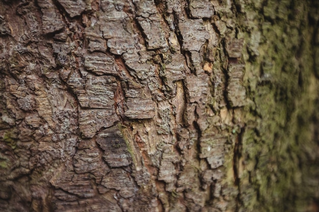 Oude houten achtergrond van de boomschors