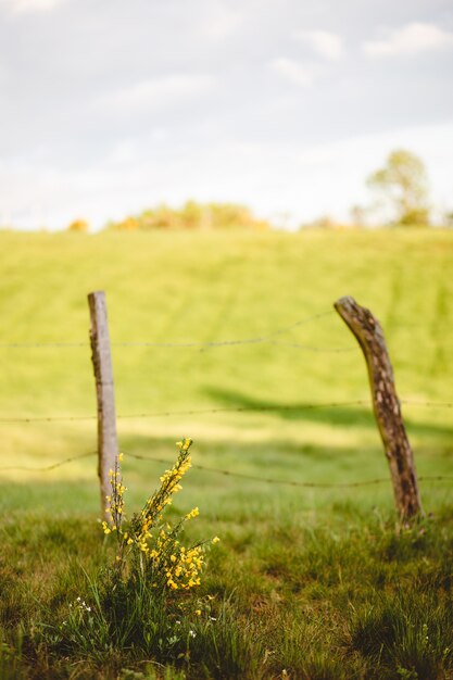 Oude houten hek op het grasveld op een zonnige dag