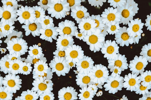 overhead schot van kamille daisy flower veld