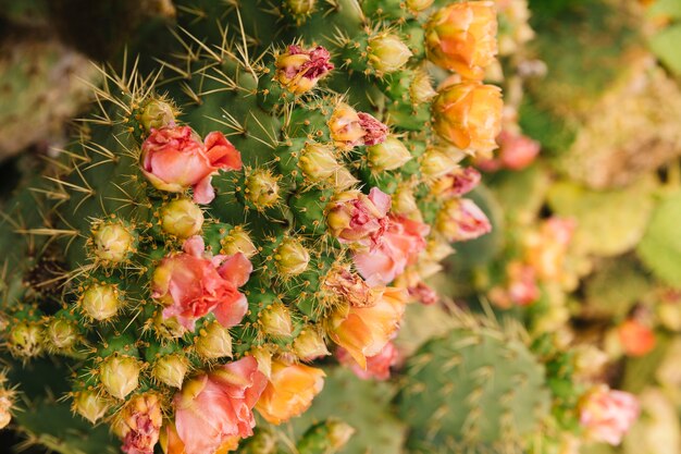 Overweldigende bloem op cactusinstallatie