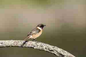 Gratis foto overwinterende mannelijke roodborsttapuit saxicola rubicola