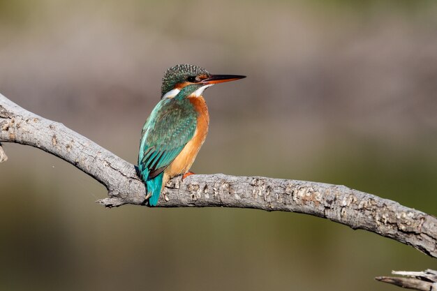 Overwinterende vrouwelijke IJsvogel Alcedo atthis