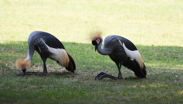 Gratis foto paar kroonkranen dicht bij de grond