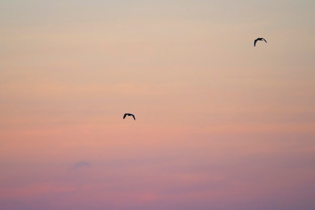 Paar vliegende Galápagos stormvogels in een roze lucht van de Galápagos Eilanden